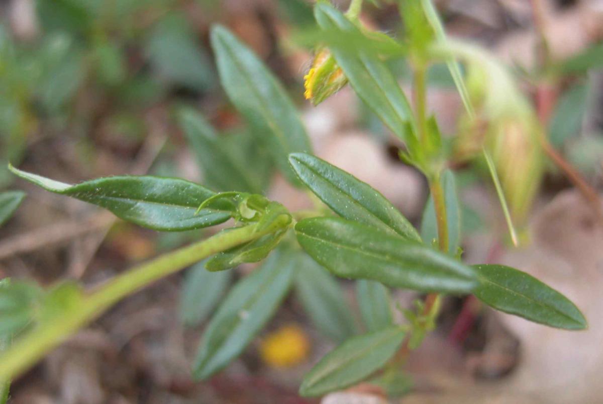 Rock-Rose, Common leaf